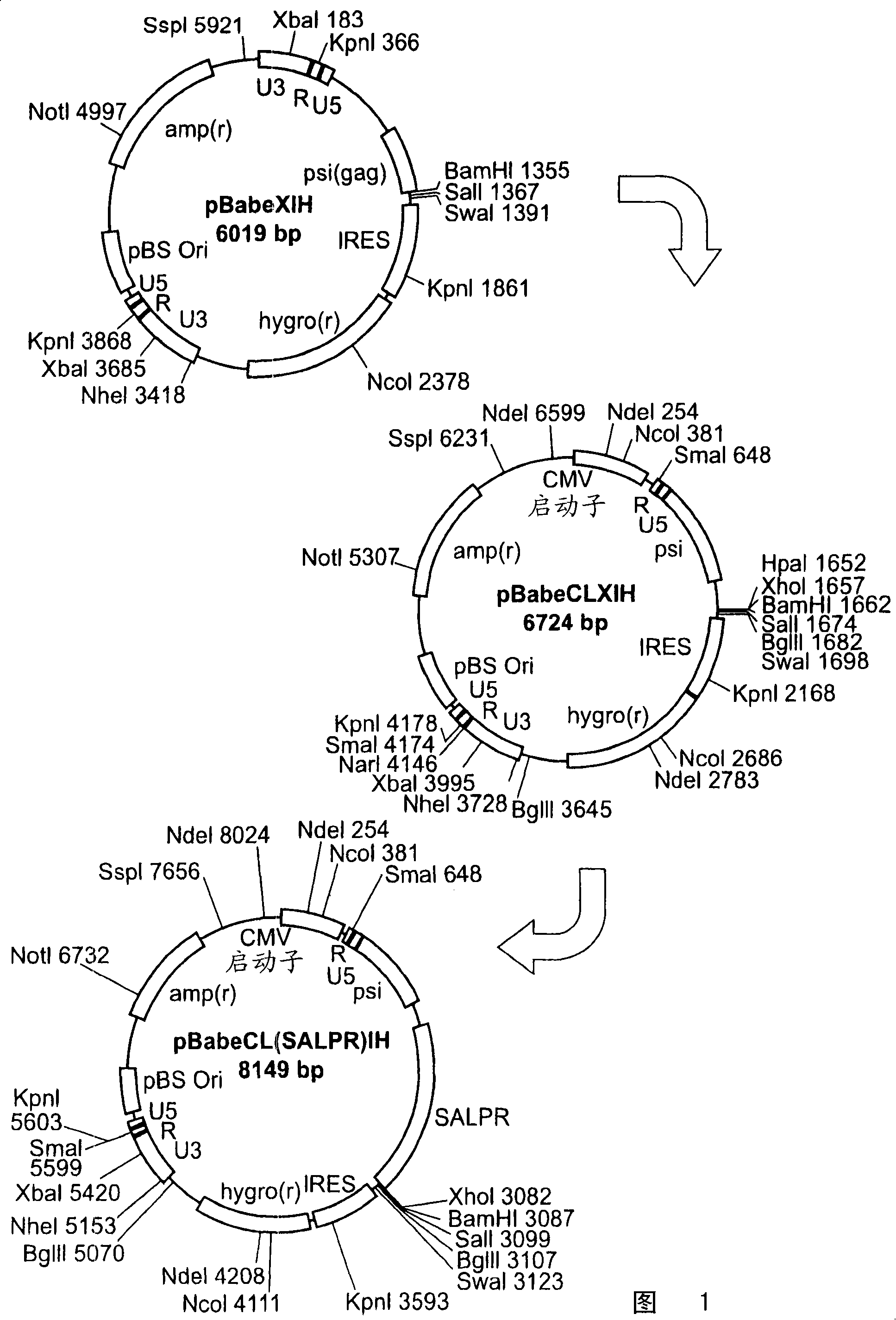 Peptide having anti-anxiety effect and method for screening thereof