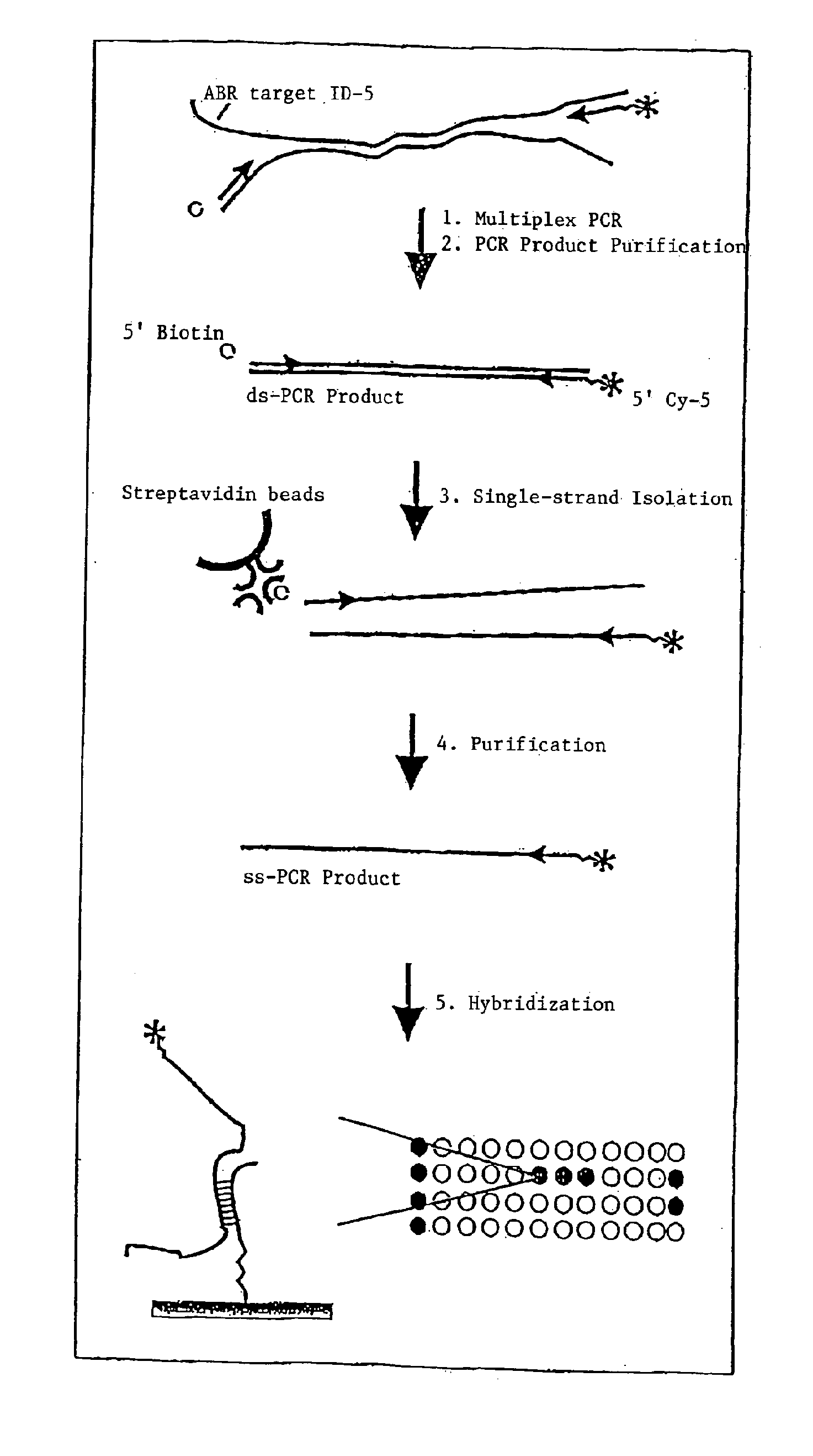 Methods and Compositions For Detecting Nucleic Acid Molecules