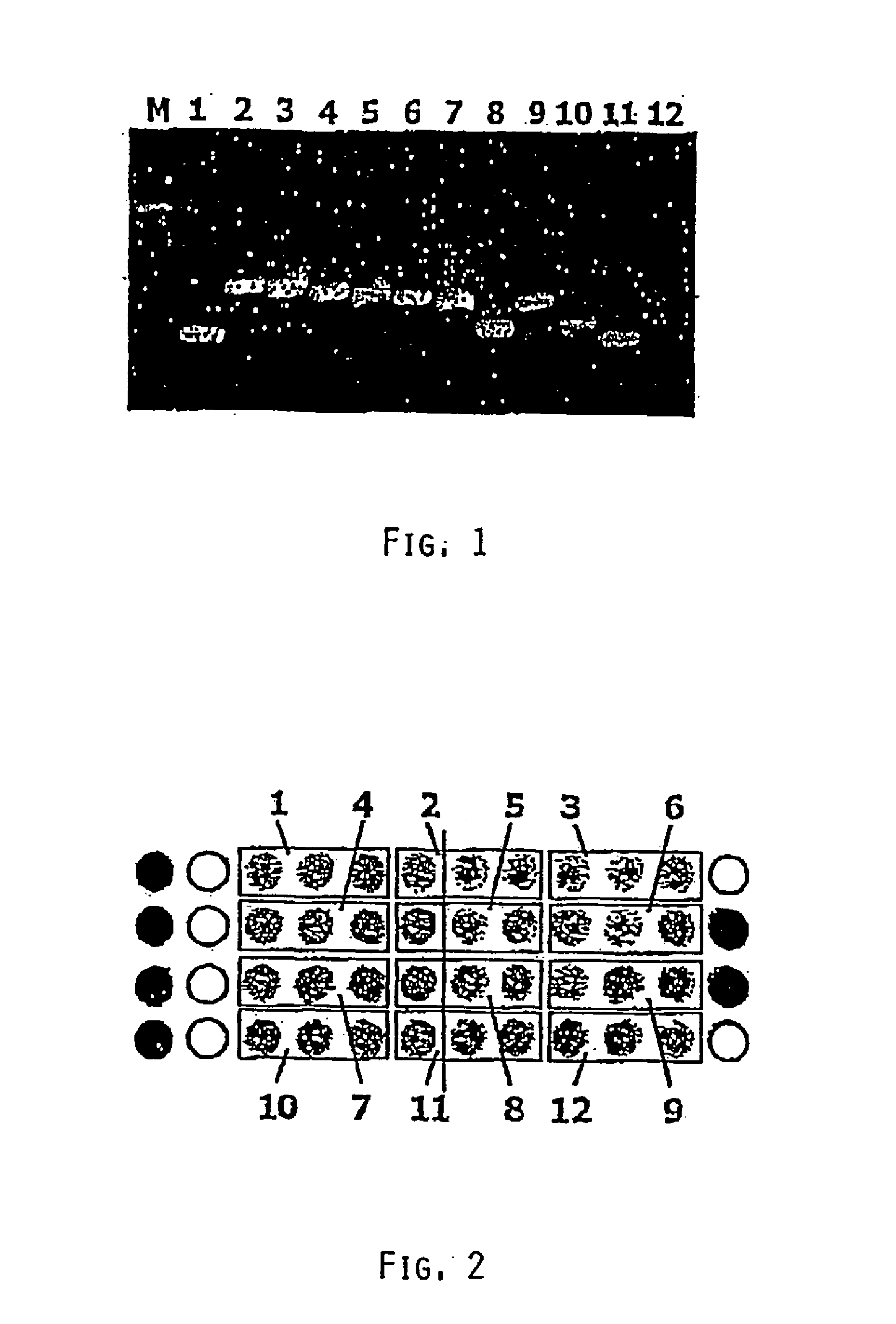 Methods and Compositions For Detecting Nucleic Acid Molecules