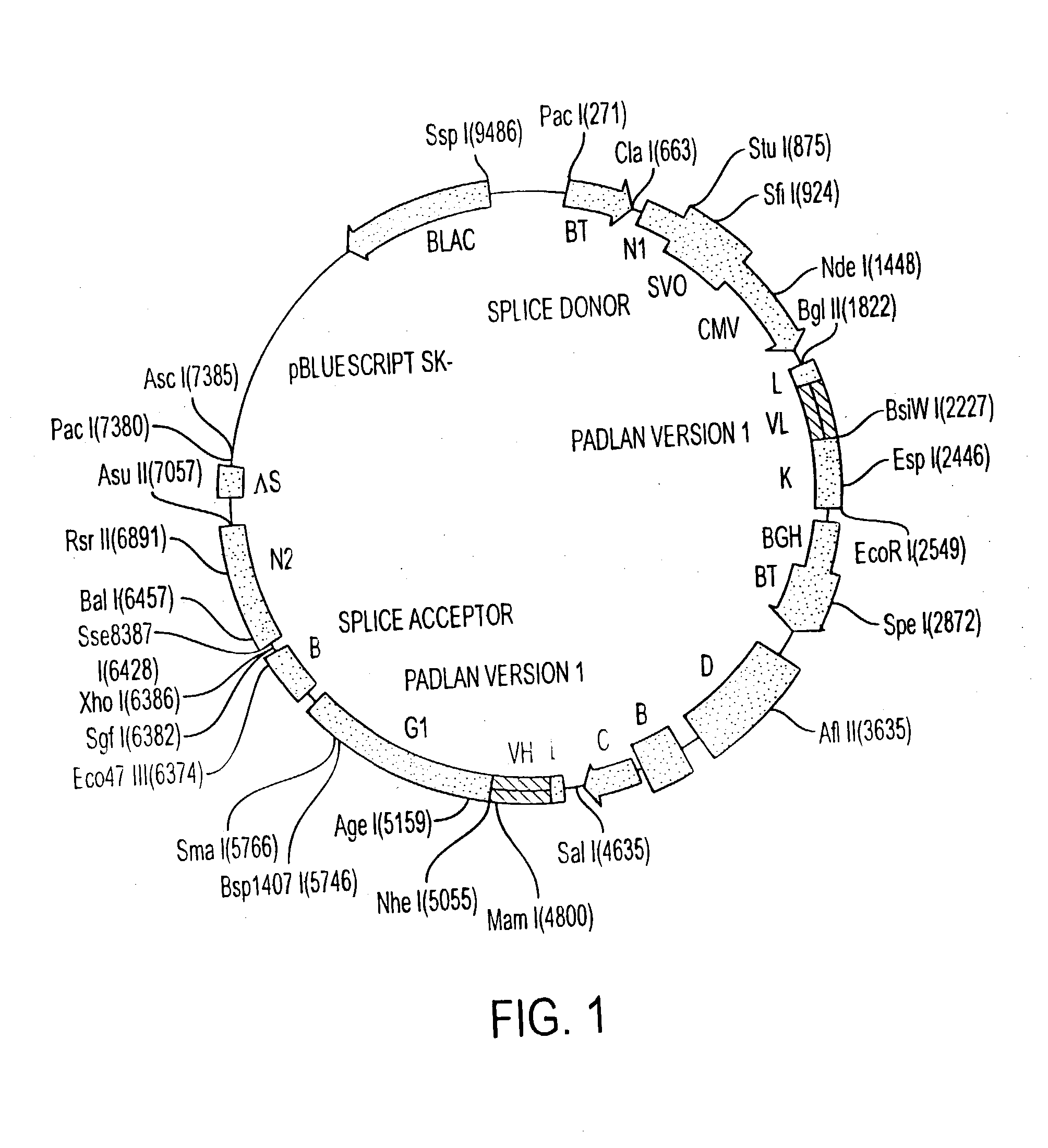 Humanized antibodies to human gp39, compositions containing and therapeutic use thereof