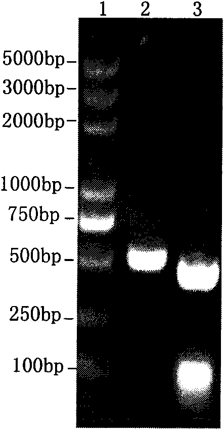 Brucella abortus recombinant strain and application thereof