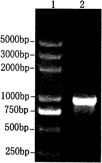 Brucella abortus recombinant strain and application thereof