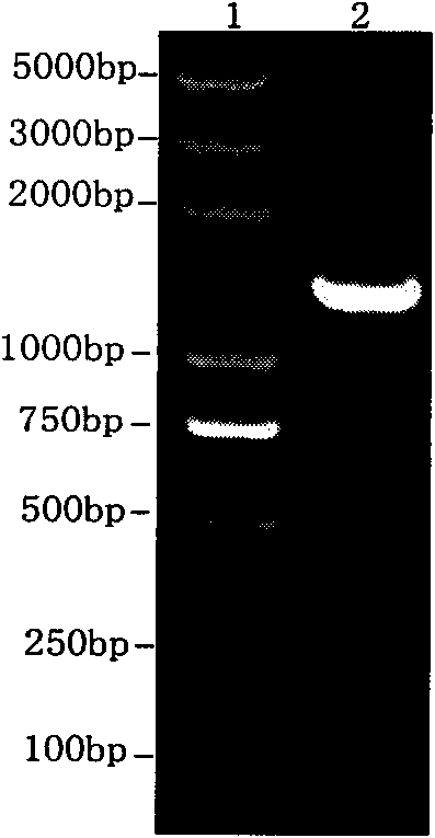 Brucella abortus recombinant strain and application thereof