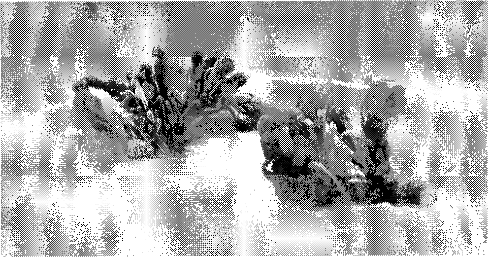 Method for quickly breeding Louisiana cypress in-vitro