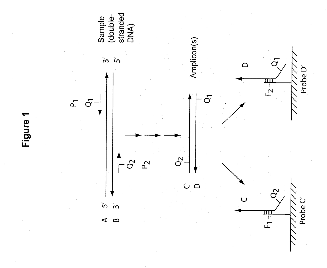 Multiplex q-pcr arrays