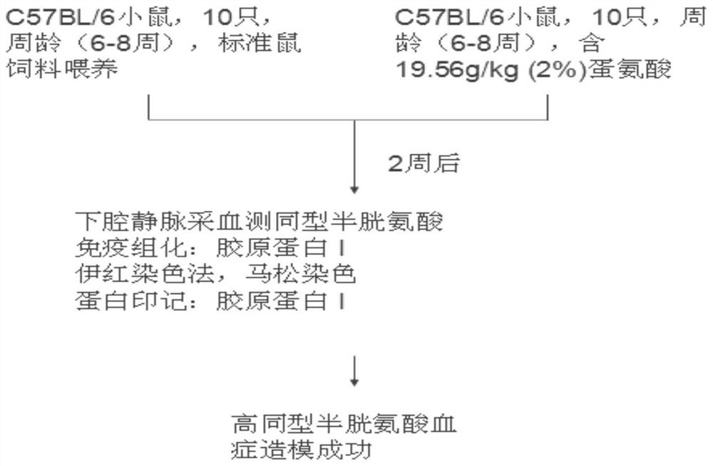 A method for establishing a liver fibrosis model induced by hyperhomocysteinemia