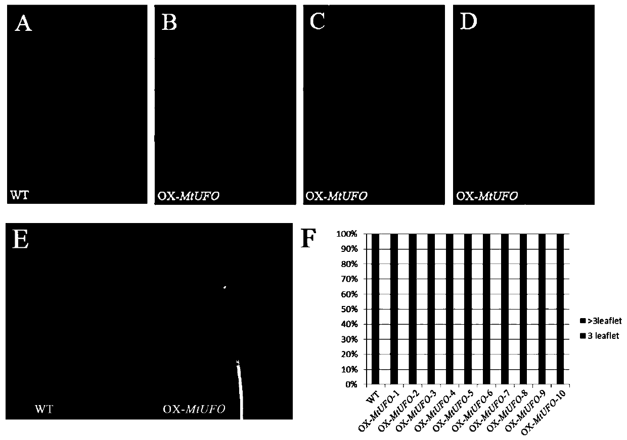 Application of mtunusual FLORAL ORGANS gene in regulation of leaflet number and leaf-to-stem ratio