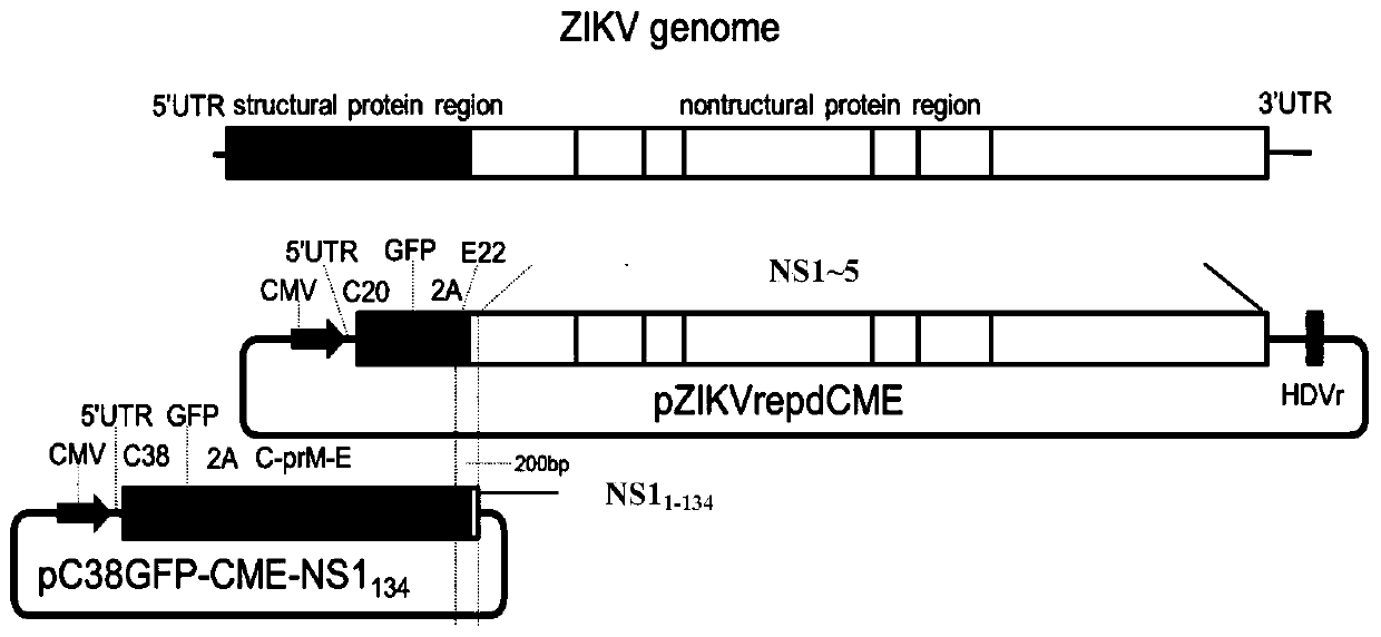 Drug screening system based on recombinant Zika virus expressing green fluorescent protein and application thereof