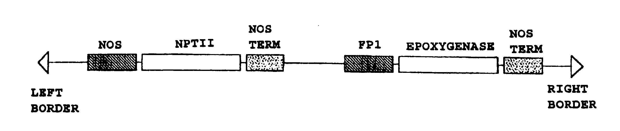 Plant seed comprising vernolic acid