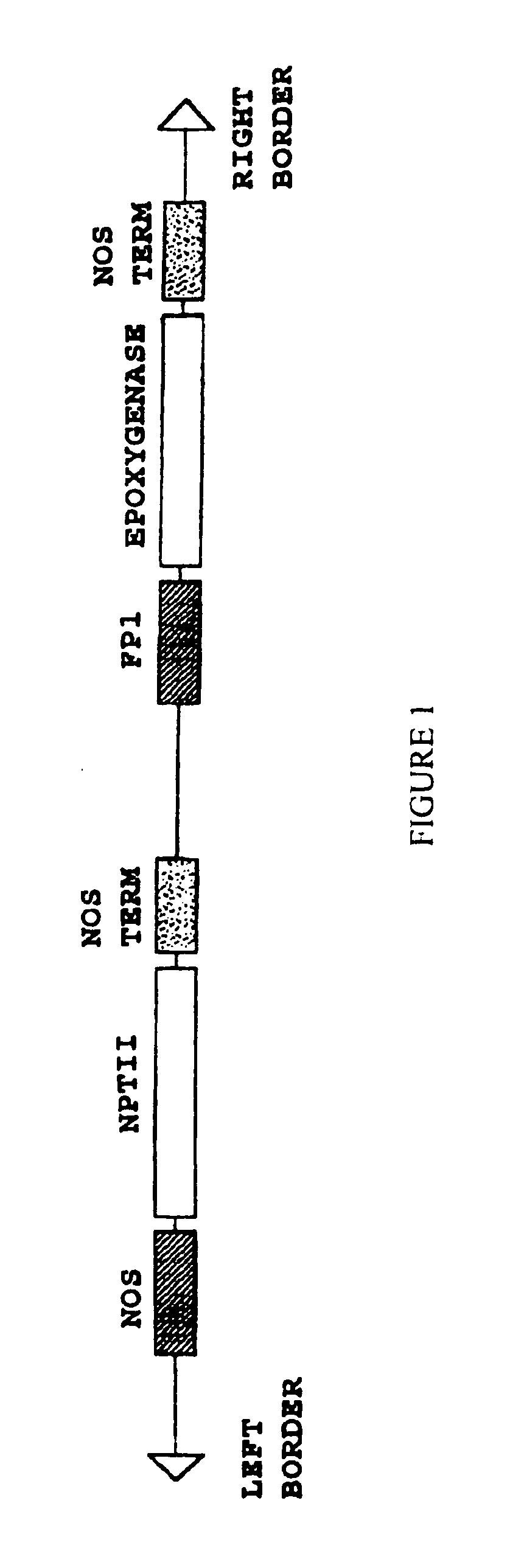 Plant seed comprising vernolic acid