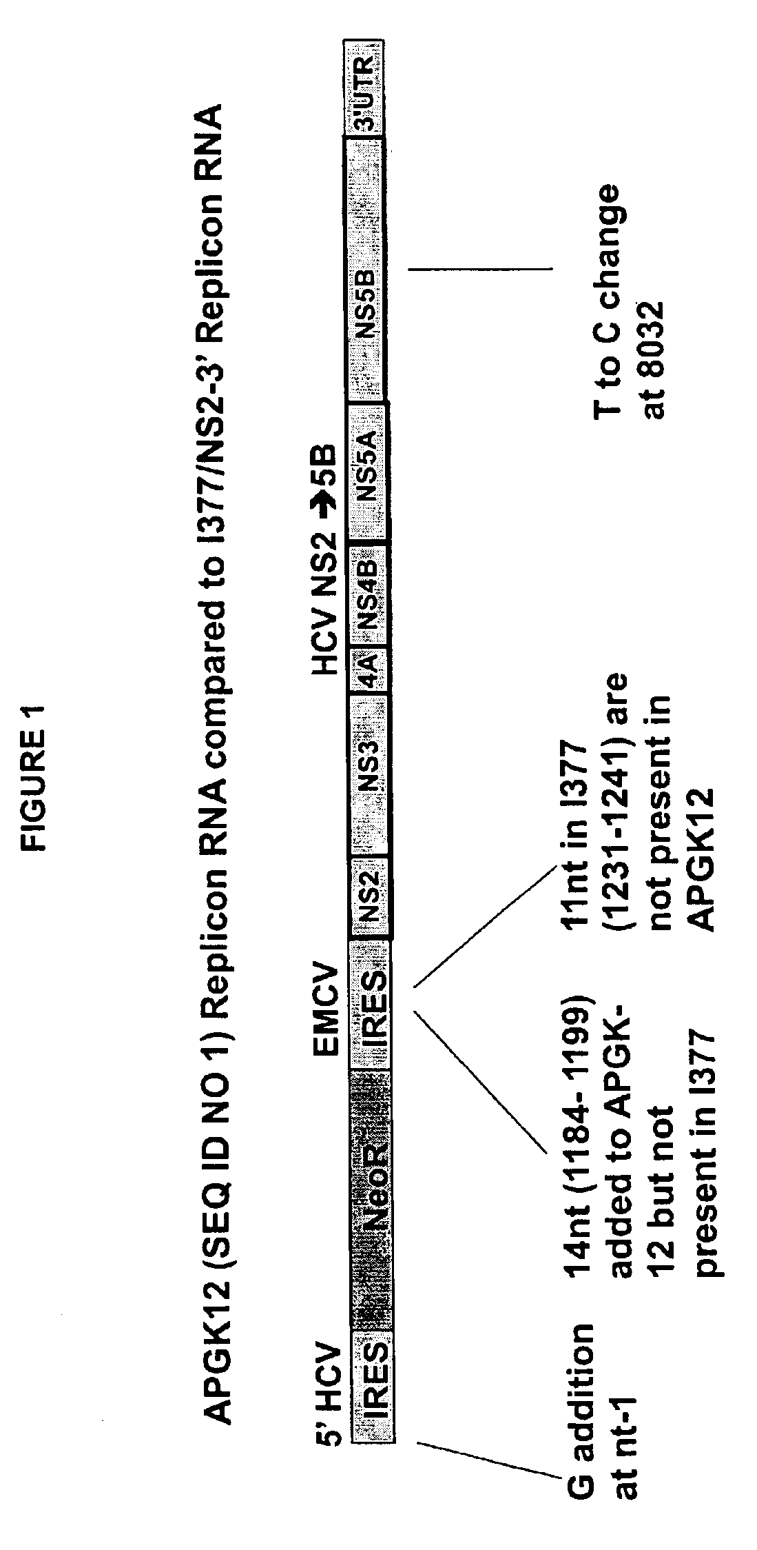 Self-replicating RNA molecule from hepatitis C virus