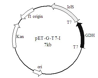 Method for preparing (R)-2-hydroxy-4-phenyl ethyl butyrate by catalyzing with recombinant carbonyl reductase