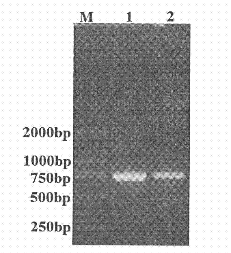 A simple and rapid method for DNA extraction from peanut healthy tissue and diseased tissue