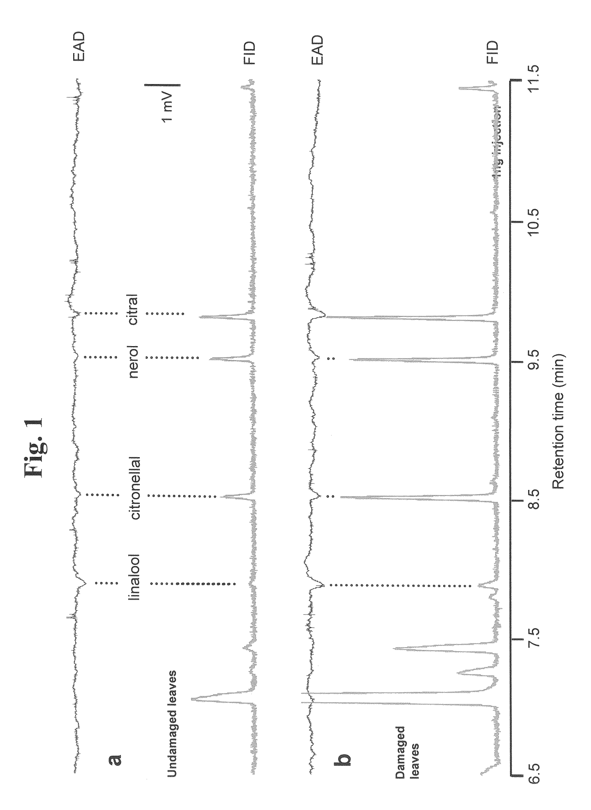 Attractants and repellents for the tropical root weevil <i>Diaprepes Abbreviatus</i>