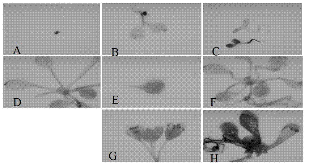 Soybean nuclear factor protein and encoding genes of protein and applications of protein and encoding genes