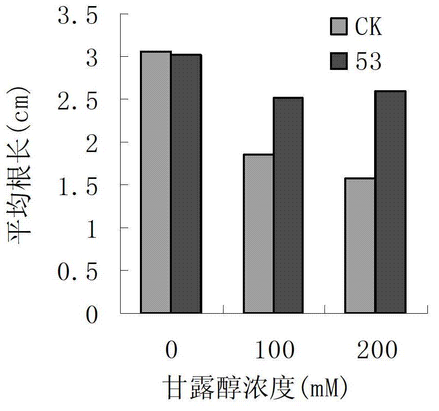 Soybean nuclear factor protein and encoding genes of protein and applications of protein and encoding genes