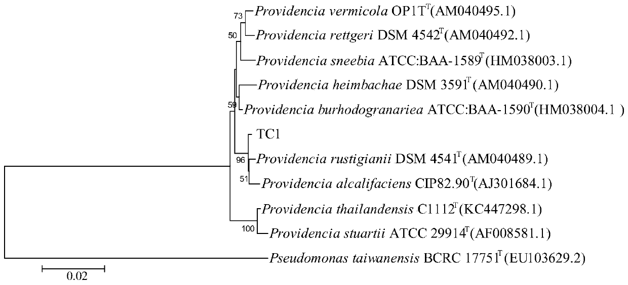 Providencia alcalifaciens and application thereof in degrading tetracycline and generating phytohormone