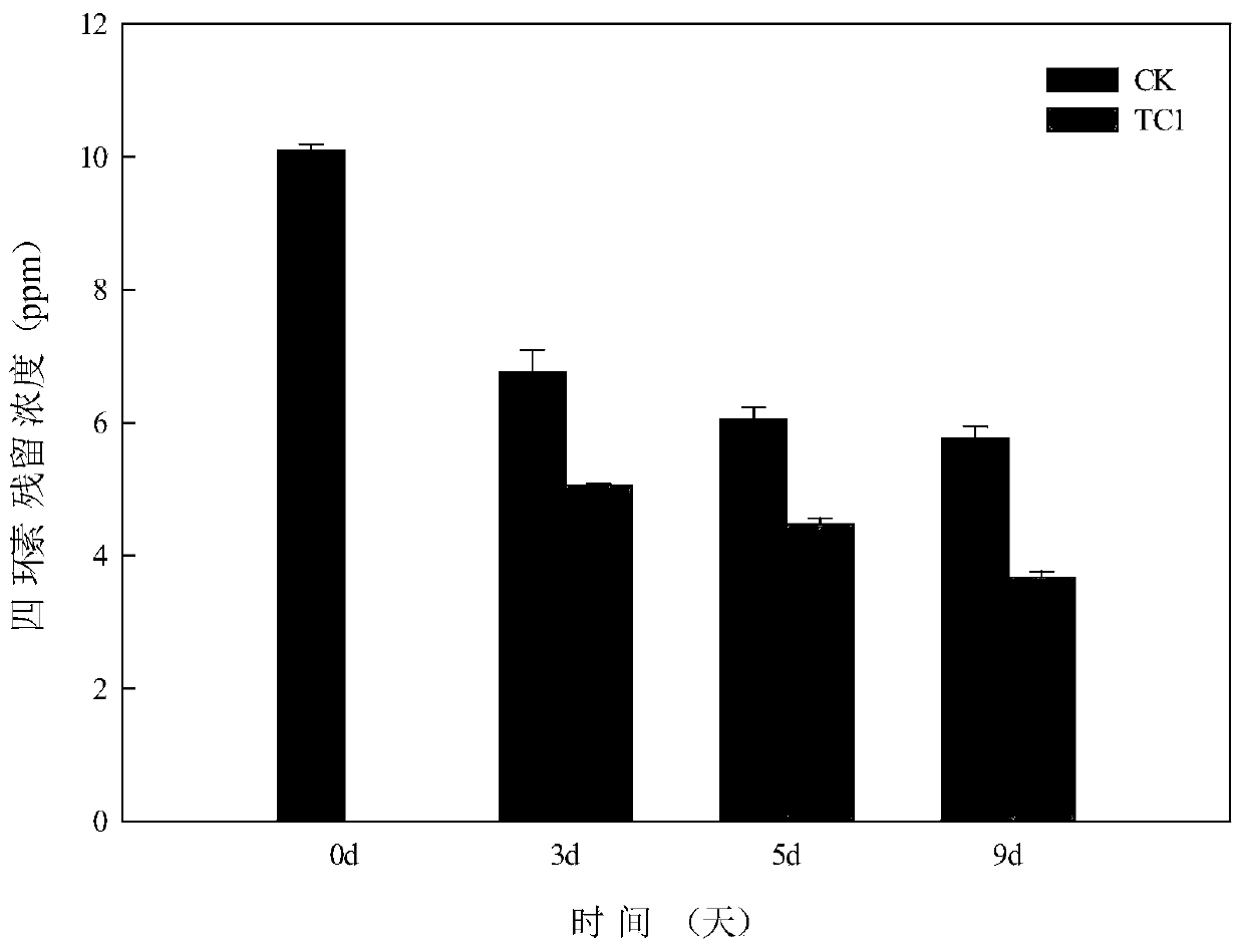 Providencia alcalifaciens and application thereof in degrading tetracycline and generating phytohormone