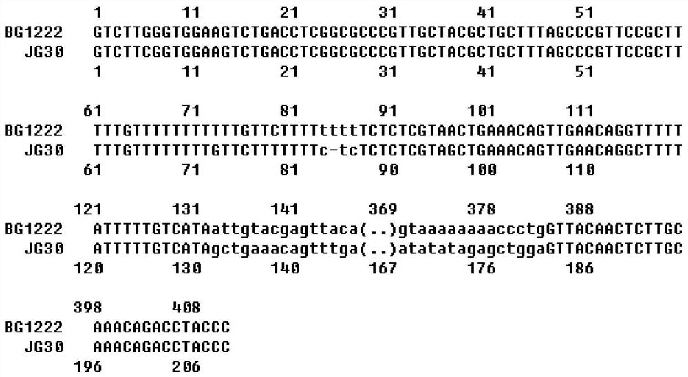 Indel molecular marker co-segregated with rice bacterial blight resistance gene xa34(t) and its detection primers and application