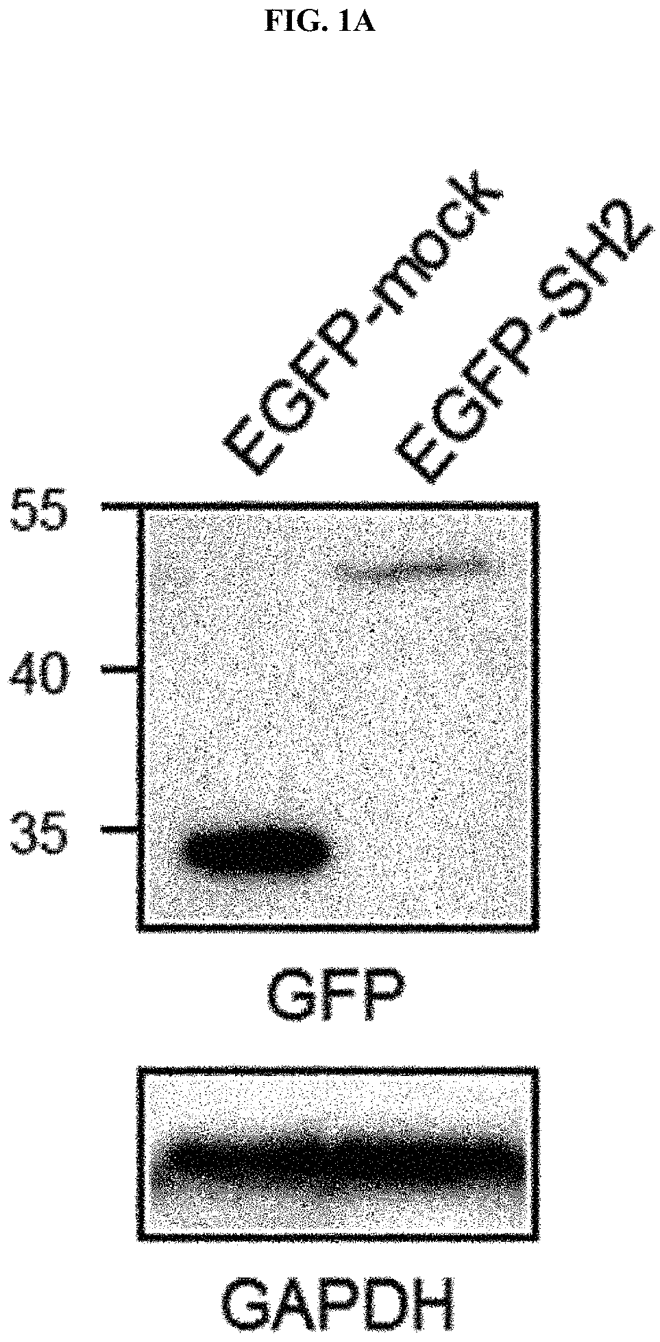 Anti-aging or skin-regenerating composition comprising piperonylic acid as effective ingredient