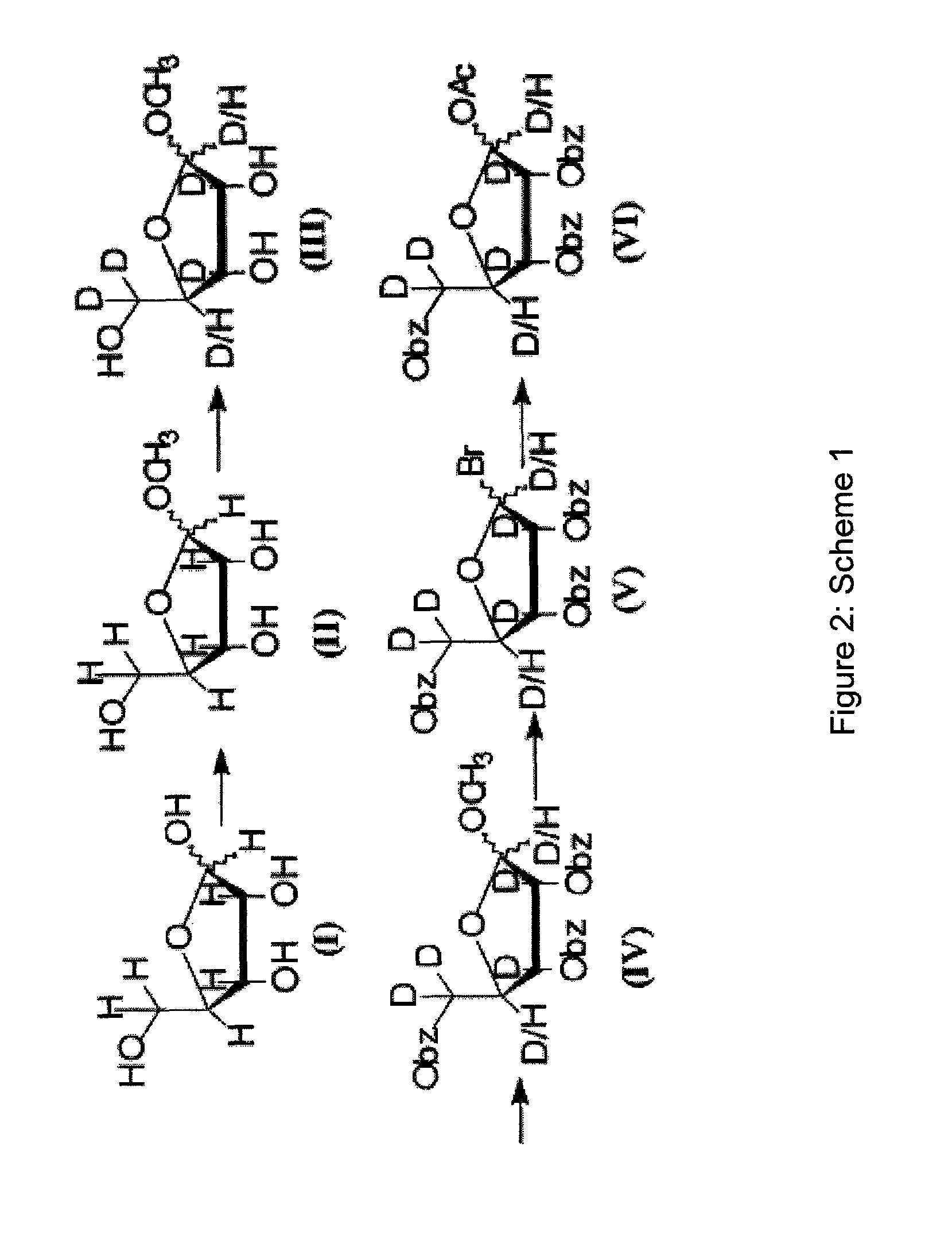 Synthesis of deuterated ribo nucleosides N-protected phosphoramidites, and oligonucleotides