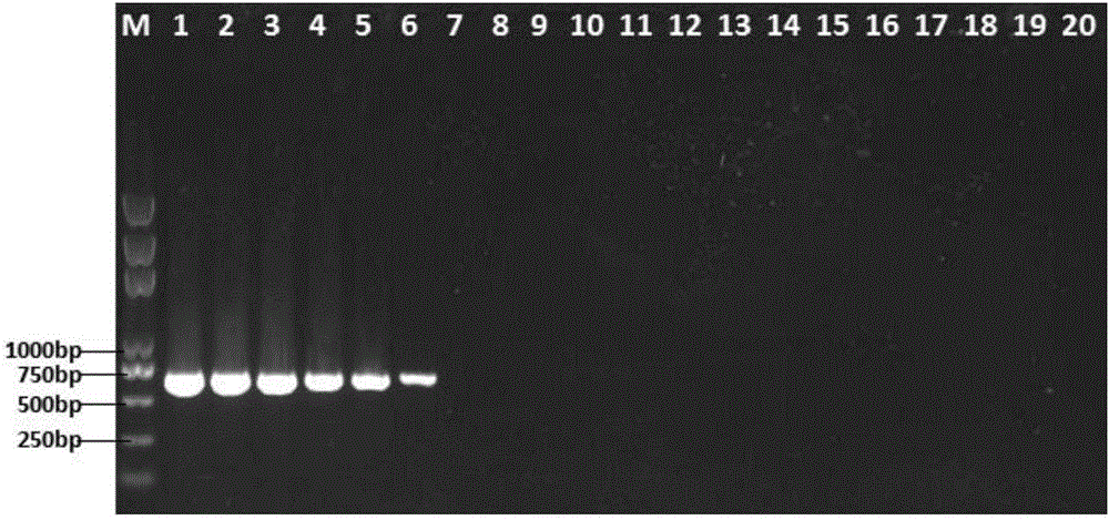 Multiple PCR detection primers of escherichia coli, pseudomonas aeruginosa and staphylococcus aureus, kit and detection method