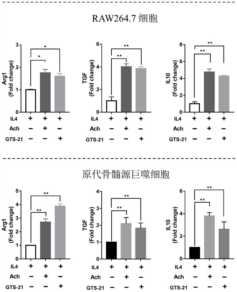 Method for regulating polarization state of macrophages