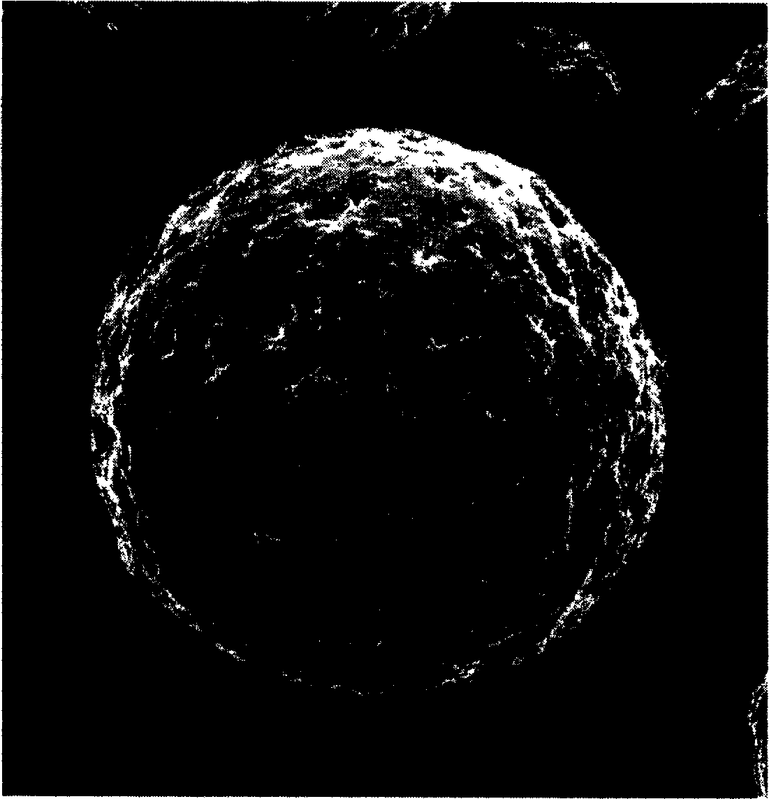 Biological polysaccharide macromolecule magnetic microsphere and preparation method