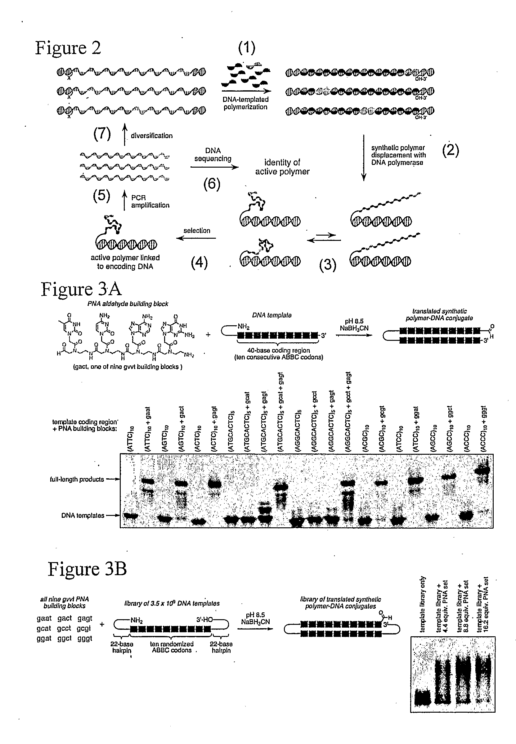 Polymer evolution via templated synthesis