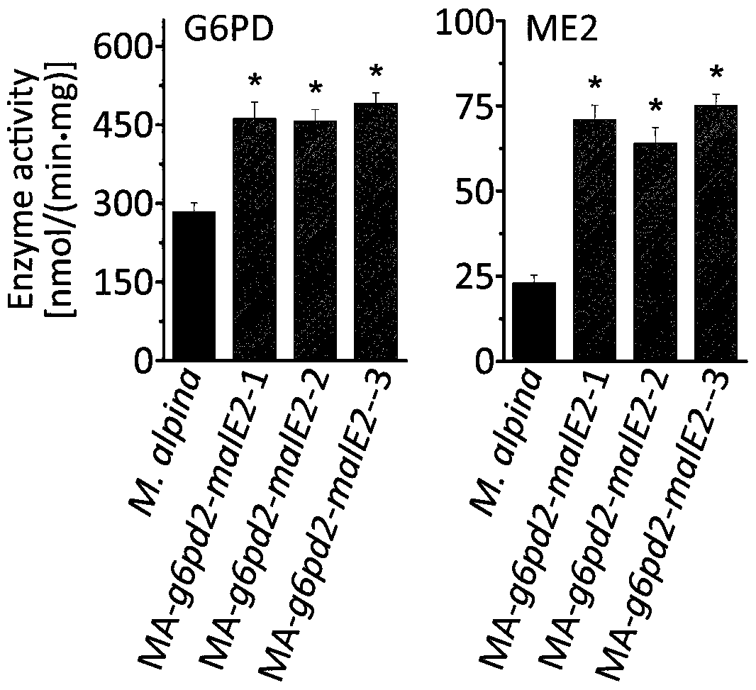 A recombinant Mortierella alpina strain co-expressing glucose-6-phosphate dehydrogenase and malic enzyme and its construction method and application