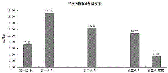 Method for repairing soil heavy metal pollution by using ixeris denticulata