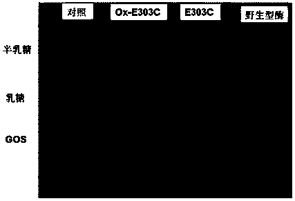 Heat-resistant beta-galactosidase mutant with transglycosylation and preparation method of mutant