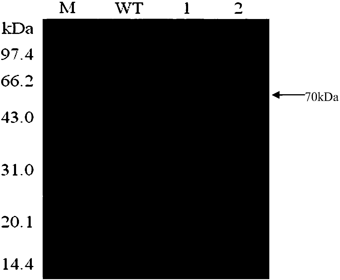 Heat-resistant beta-galactosidase mutant with transglycosylation and preparation method of mutant