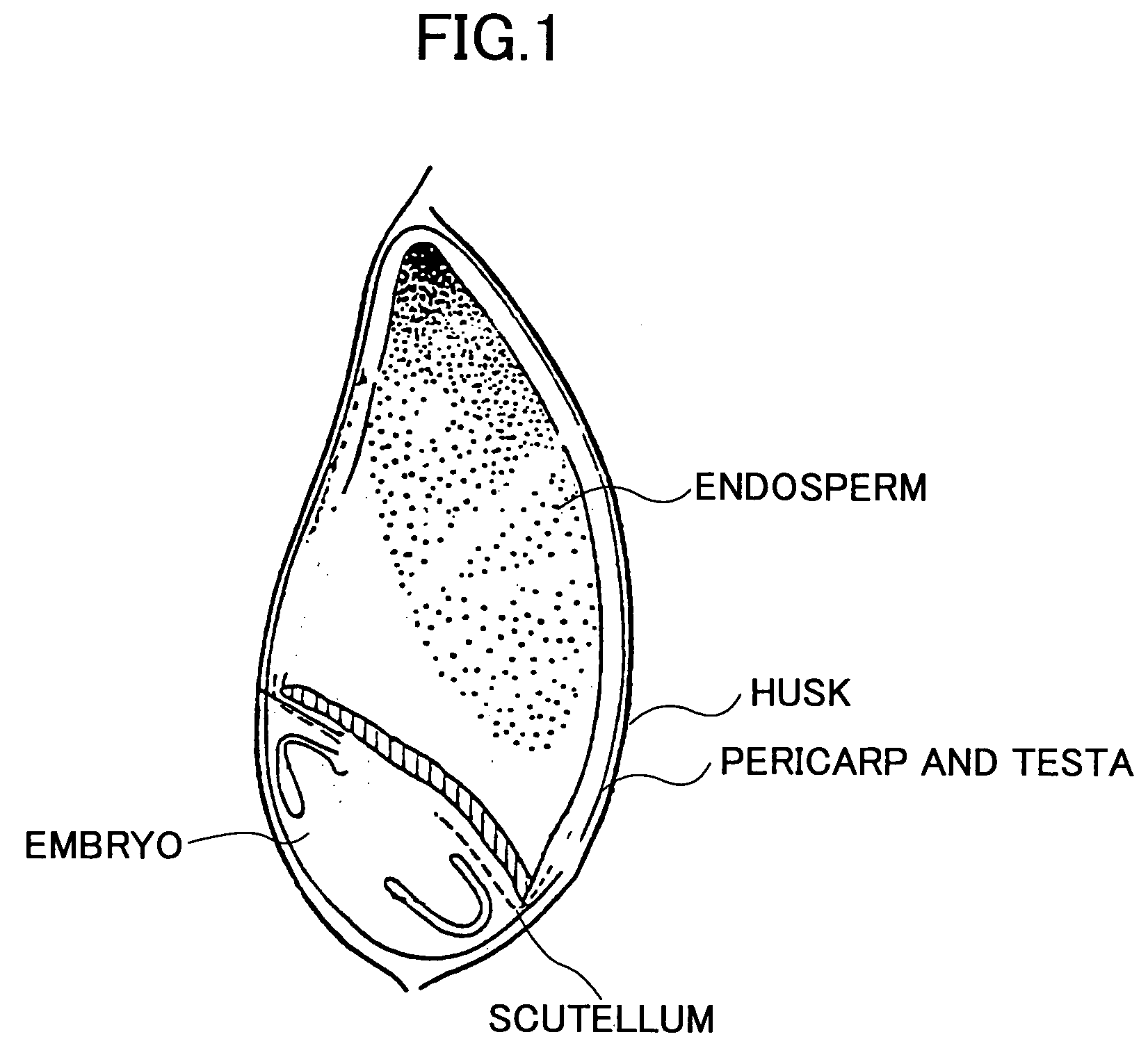 Method of judging suitability of raw barley for feedstock for malt production according to staining technique