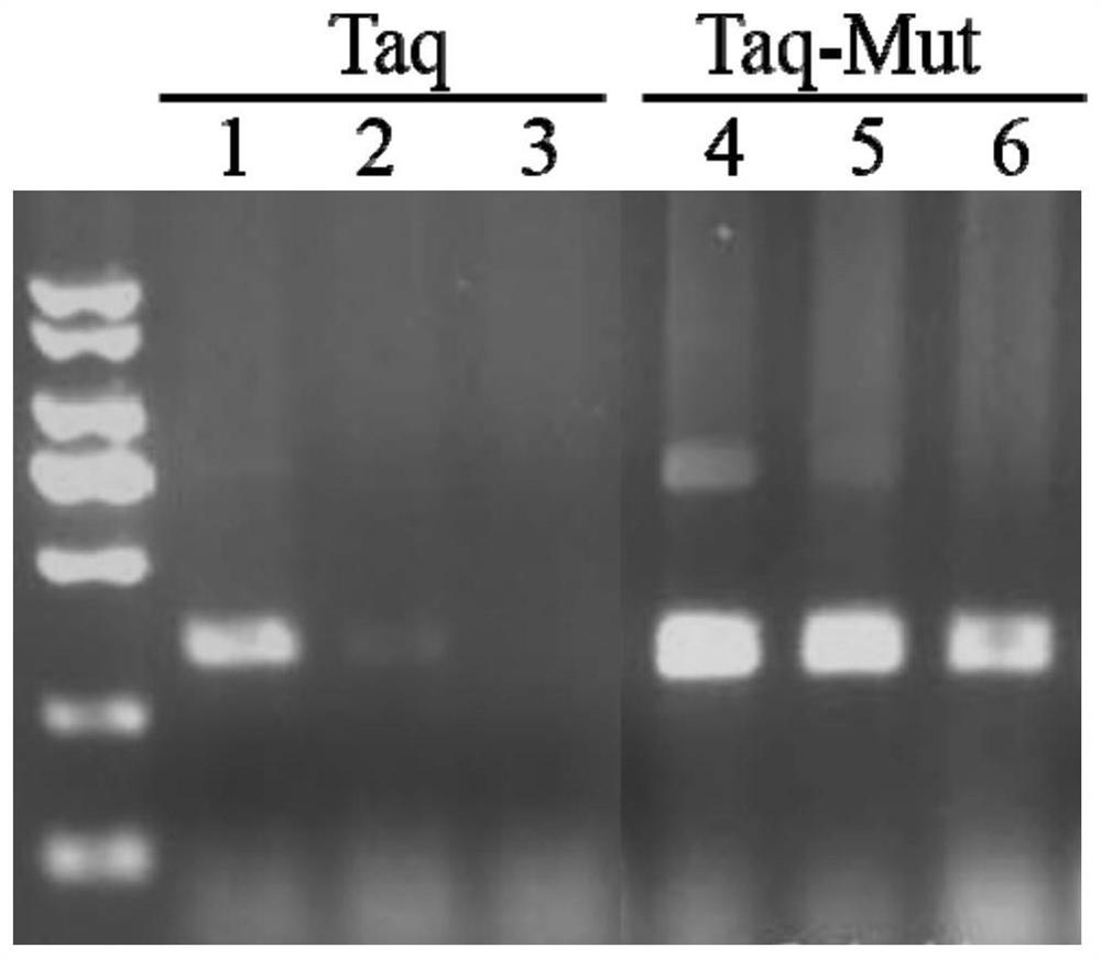 A mutant taq DNA polymerase with improved tolerance and its preparation method and application