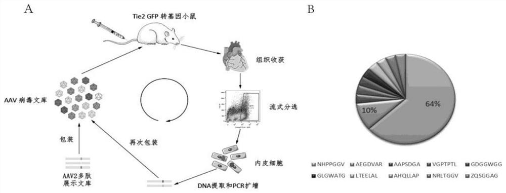 Adeno-associated virus vector targeting cardiac vascular endothelium and its application