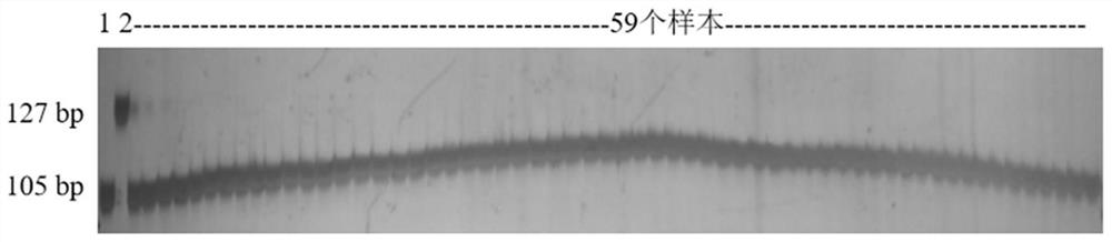 Molecular marker related to rice nucleus male sterility phenotype and application