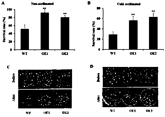 Gene CdERF1 of Cynodon dactylon significantly induced by low temperature and application thereof