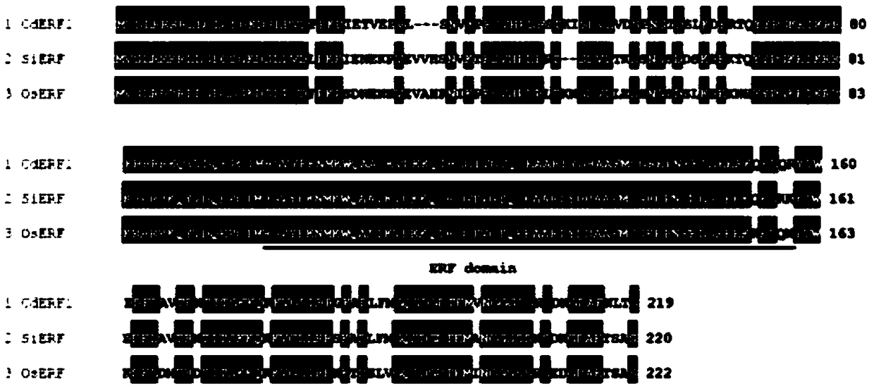 Gene CdERF1 of Cynodon dactylon significantly induced by low temperature and application thereof