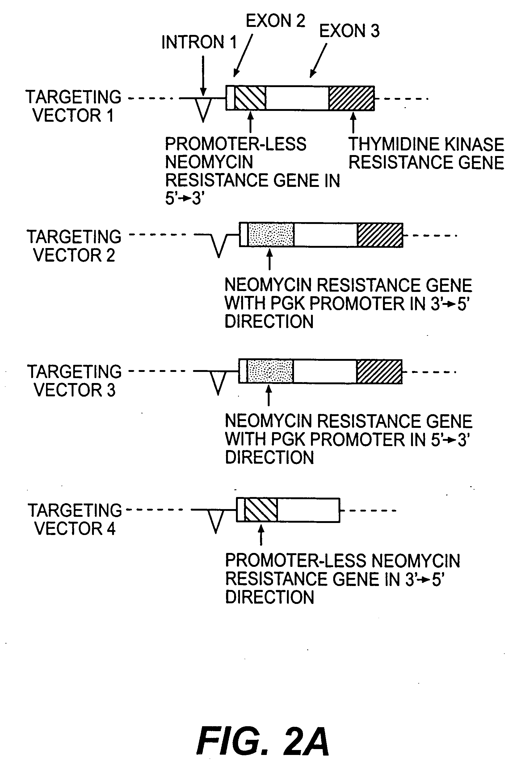 Prion-free transgenic ungulates