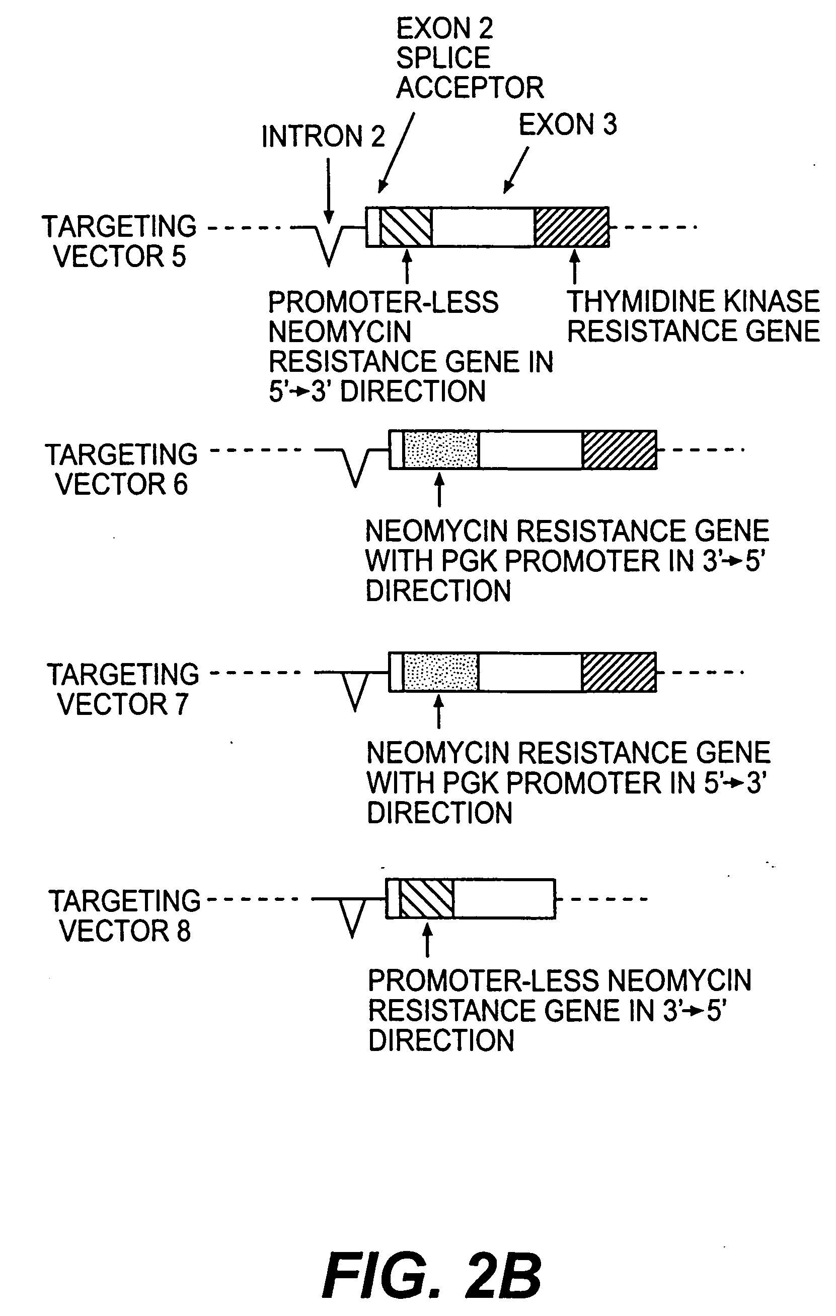 Prion-free transgenic ungulates