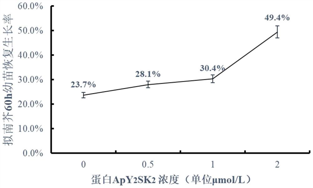 y2sk2 dehydrin that reduces cell stress damage and improves cryopreservation effect