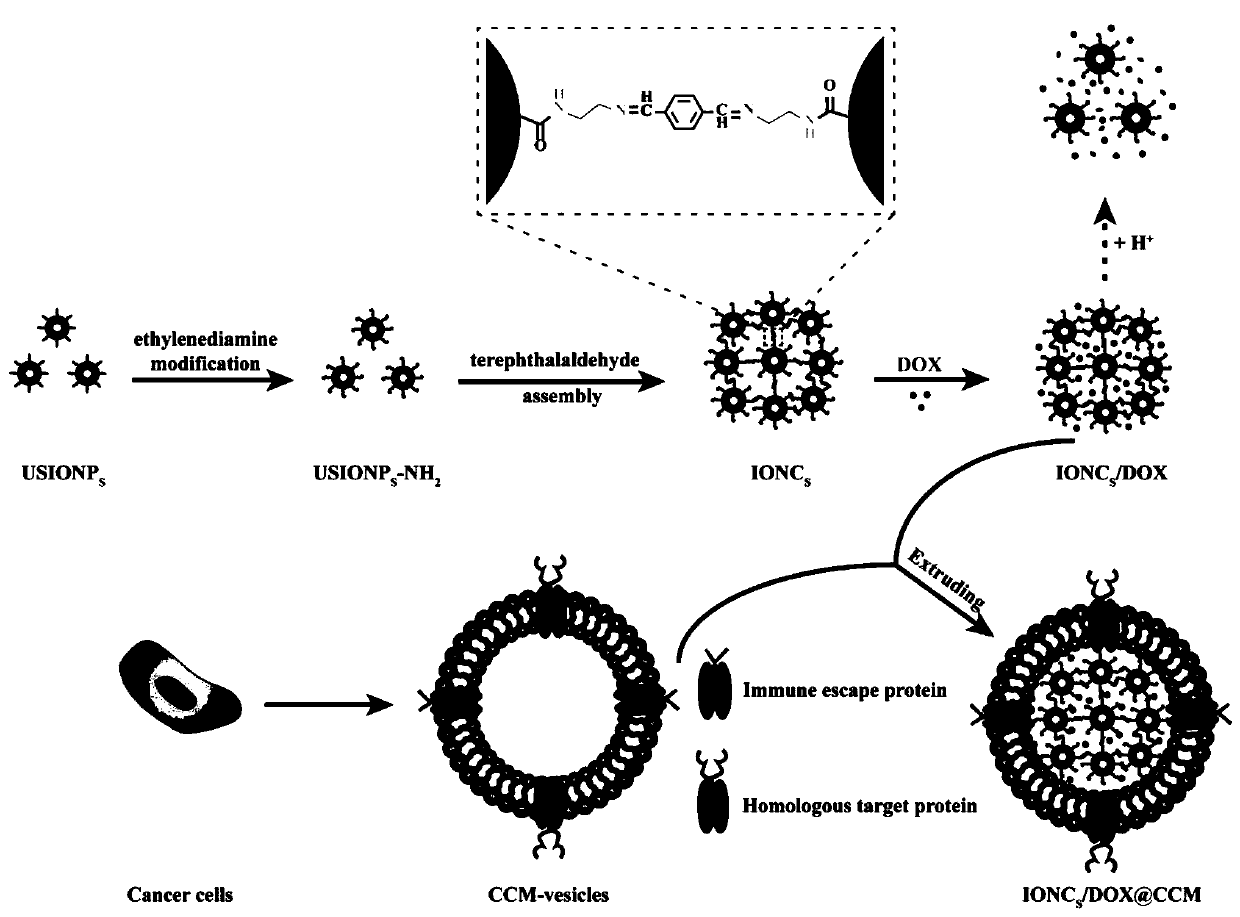 Cell membrane coated ultra-small ferroferric oxide nanocluster, and preparation and application thereof