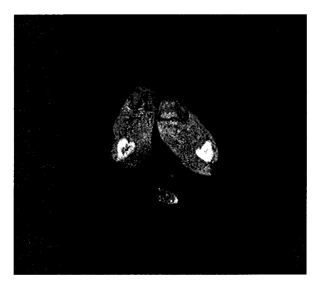 Polysaccharide macromolecular paramagnetic metal complex and synthesis method and application thereof