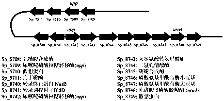 Method of blocking gene clusters of Saccharopolyspora pogona based on homologous recombination of linear fragments