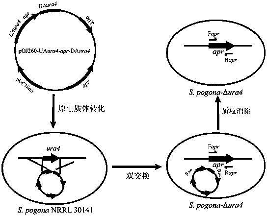 Method of blocking gene clusters of Saccharopolyspora pogona based on homologous recombination of linear fragments