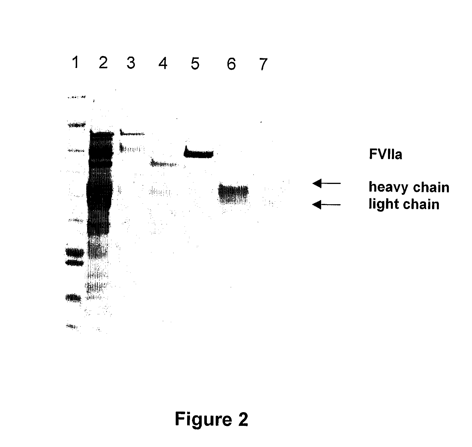 Method for purification of factor vii