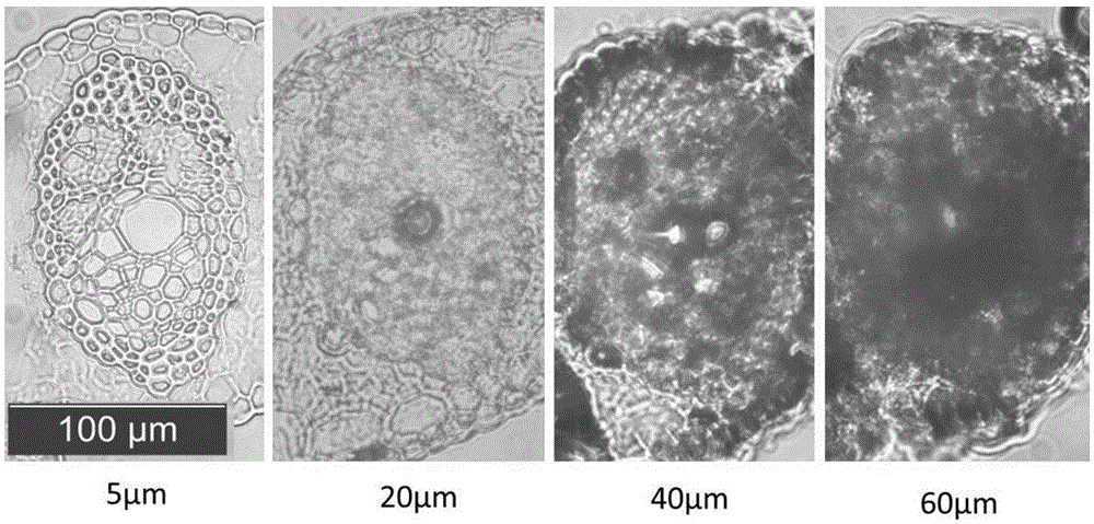 A cryosection method suitable for rapid observation of oil palm leaf anatomy