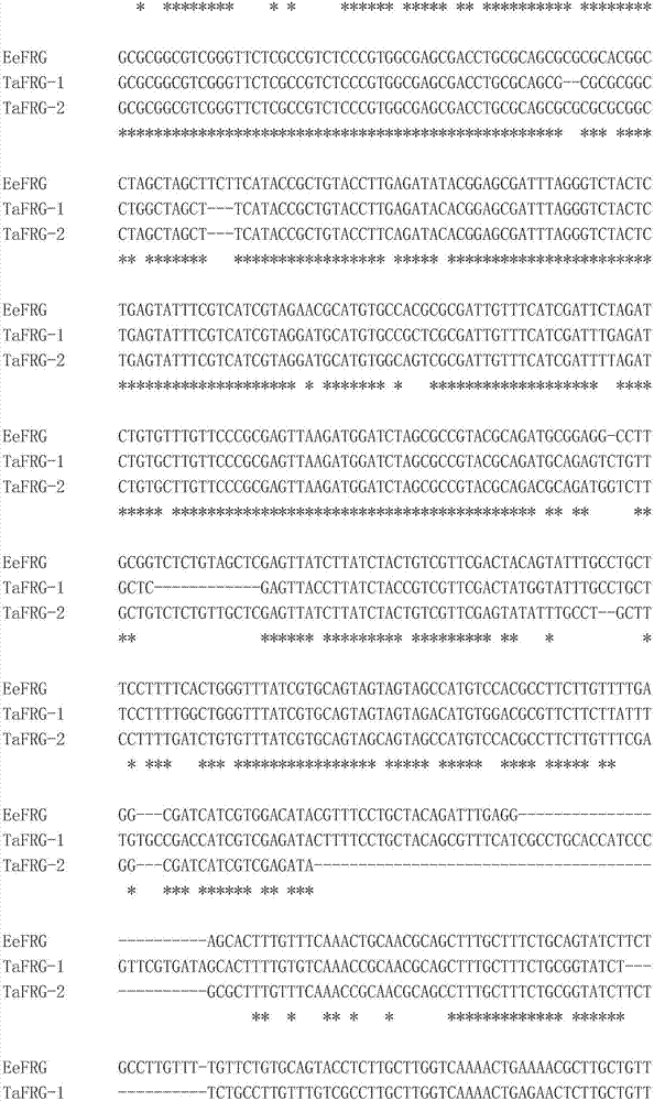 Male fertility maintaining method and application thereof