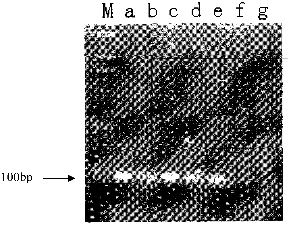 Novel bio-barcode detection method for ricin